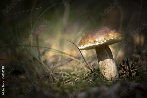 Wild mushrooms, boletus in a clearing.