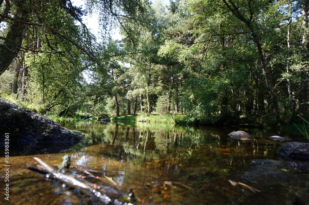 Obraz premium Balade en Forêt Rocles
