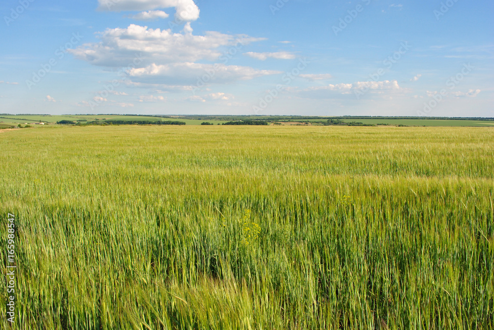 Field with green wheat (rye) on the hills, countryside on the background, cloudy sky, Ukraine