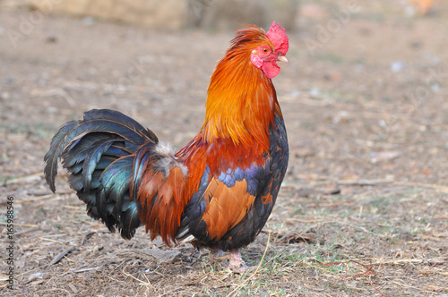 Beautiful multi colored rooster on farm. Colorful cock in backyard  