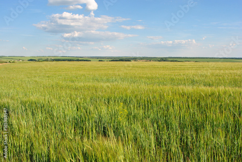 Field with green wheat  rye  on the hills  countryside on the background  cloudy sky  Ukraine