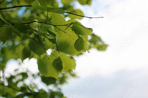 Green fresh leaves of trees on clear blue sky