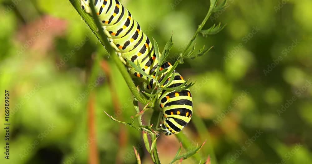 Colorful caterpillar Colorful caterpillar