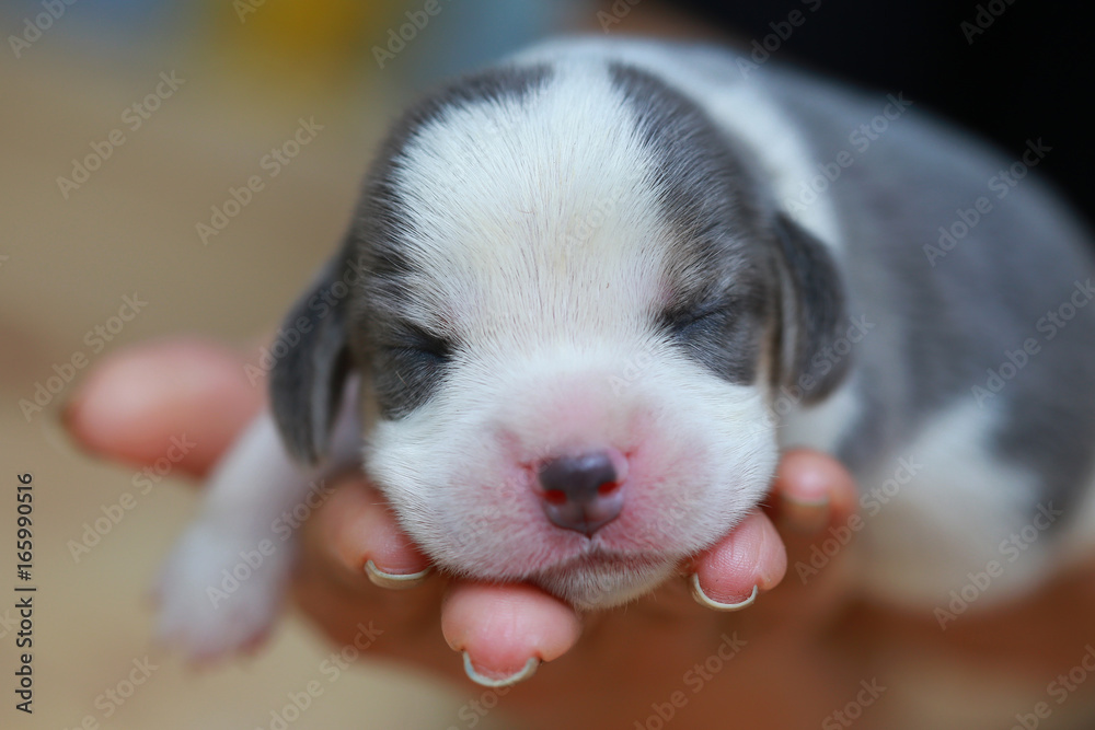 pure breed beagle Puppy is sleeping and looking in first time pure breed beagle Puppy is sleeping and looking in first time