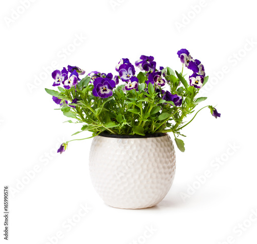 Bilde på lerret Colorful  pansy flower plant in white pot isolated