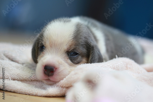 pure breed beagle Puppy is sleeping and looking in first time © Sigma s