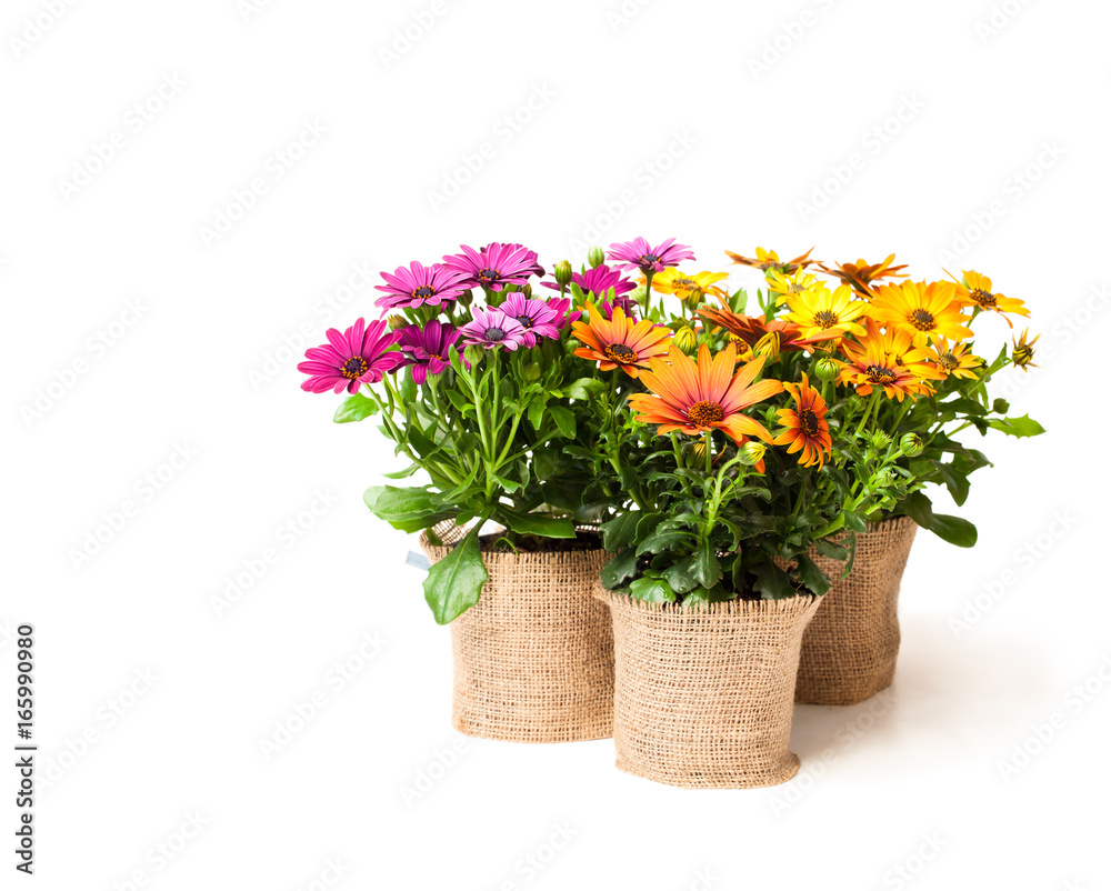 beautiful  colorful daisy flowers in small pots decorated with sackcloth isolated on white