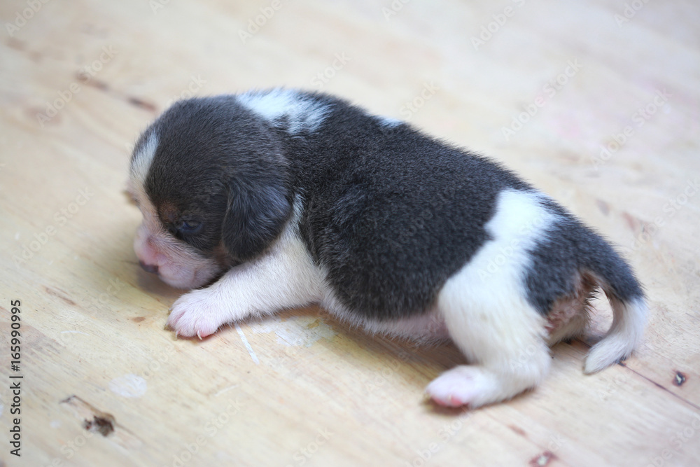 pure breed beagle Puppy is sleeping and looking in first time