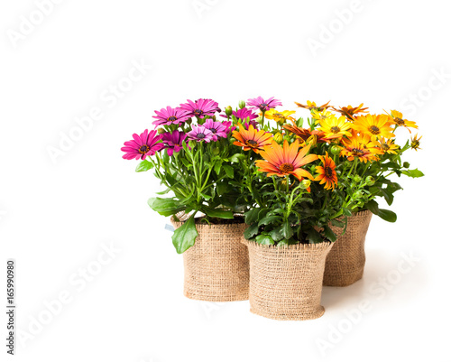 Fototapeta Naklejka Na Ścianę i Meble -  beautiful  colorful daisy flowers in small pots decorated with sackcloth isolated on white