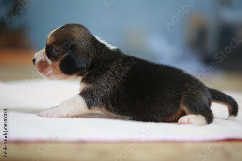 pure breed beagle Puppy is sleeping and looking in first time