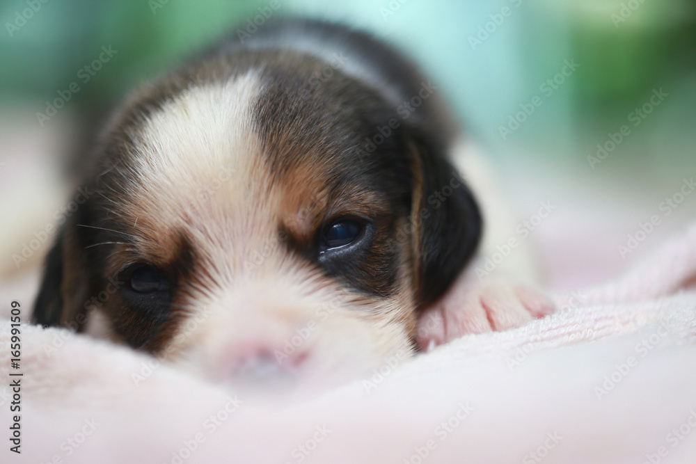 pure breed beagle Puppy is sleeping and looking in first time pure breed beagle Puppy is sleeping and looking in first time