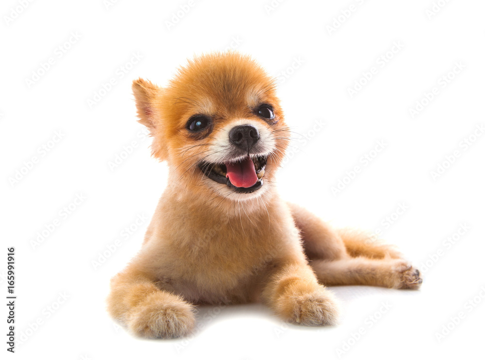 full body of pomeranian dog lying on white background full body of pomeranian dog lying on white background
