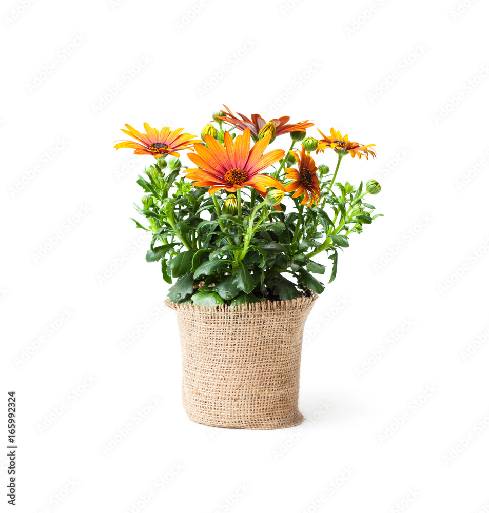 beautiful  colorful daisy flowers in small pot decorated with sackcloth isolated on white