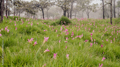 Fototapeta Naklejka Na Ścianę i Meble -  Lotus haven in rainy season