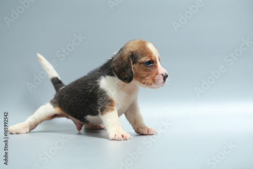 strong pure breed beagle puppy on studio light © Sigma s