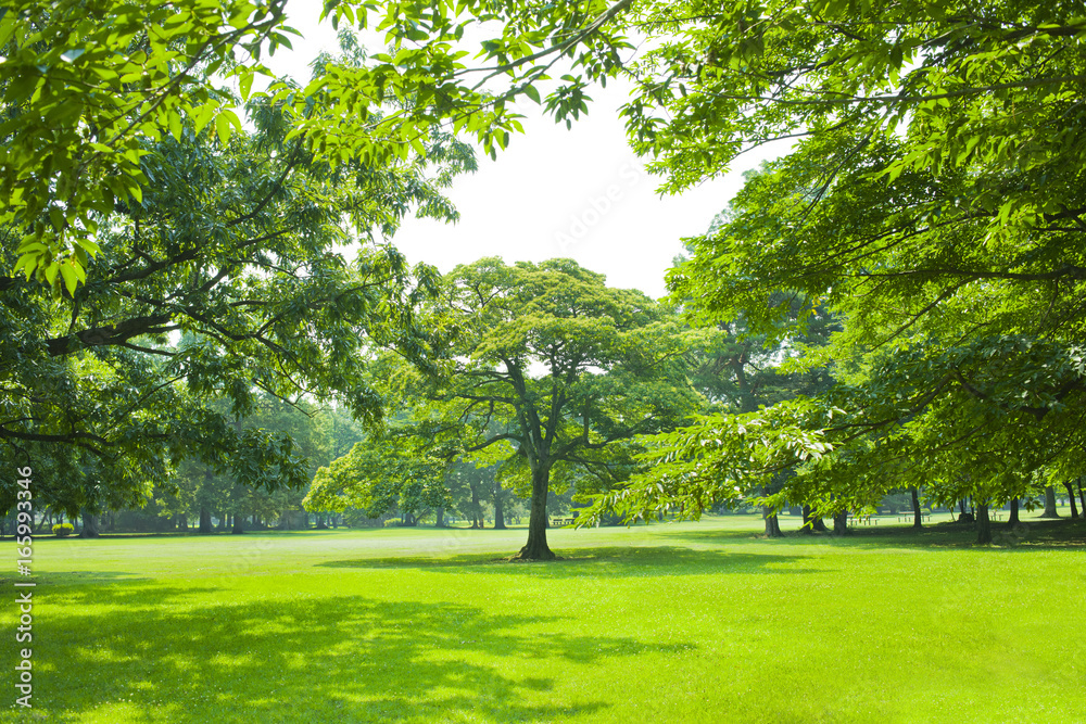 公園 木 公園 木