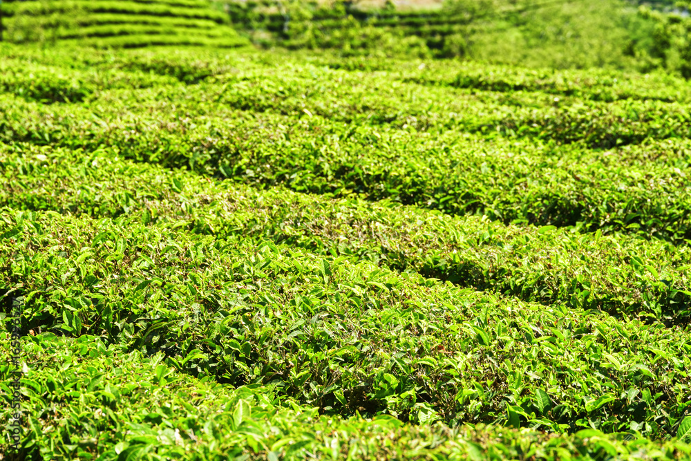 Rows of bushes on tea plantation. Bright green tea leaves