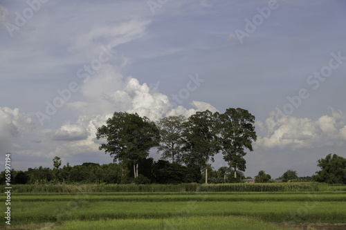  Yang Gurjan or Garjan  or rubber tree is the big and ole tree in Thailand forest .