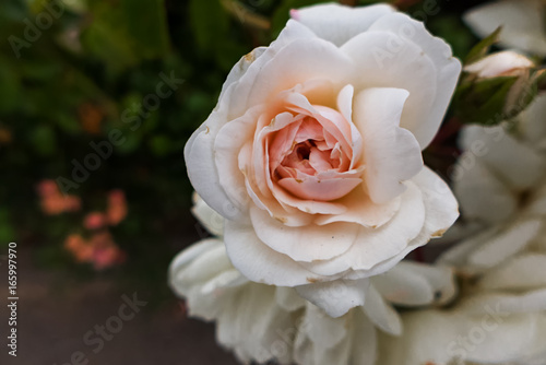 Eine weisse Blume mit rosa Mitte