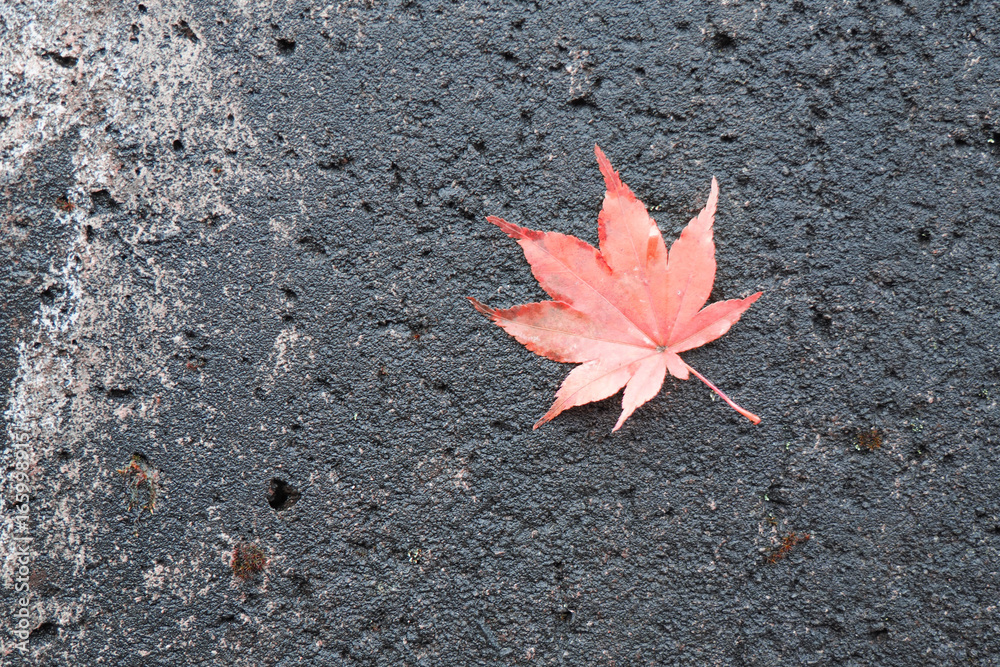 Red maple leaf on black background Red maple leaf on black background