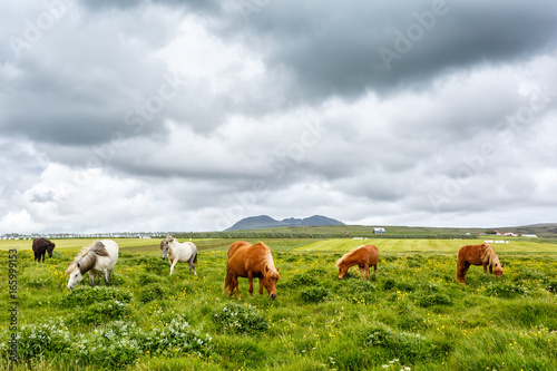 Fototapeta Naklejka Na Ścianę i Meble -  Grazing icelandic horses on the grass