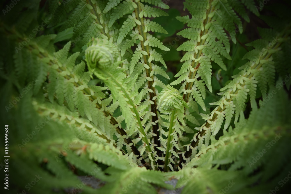 Fototapeta premium fern