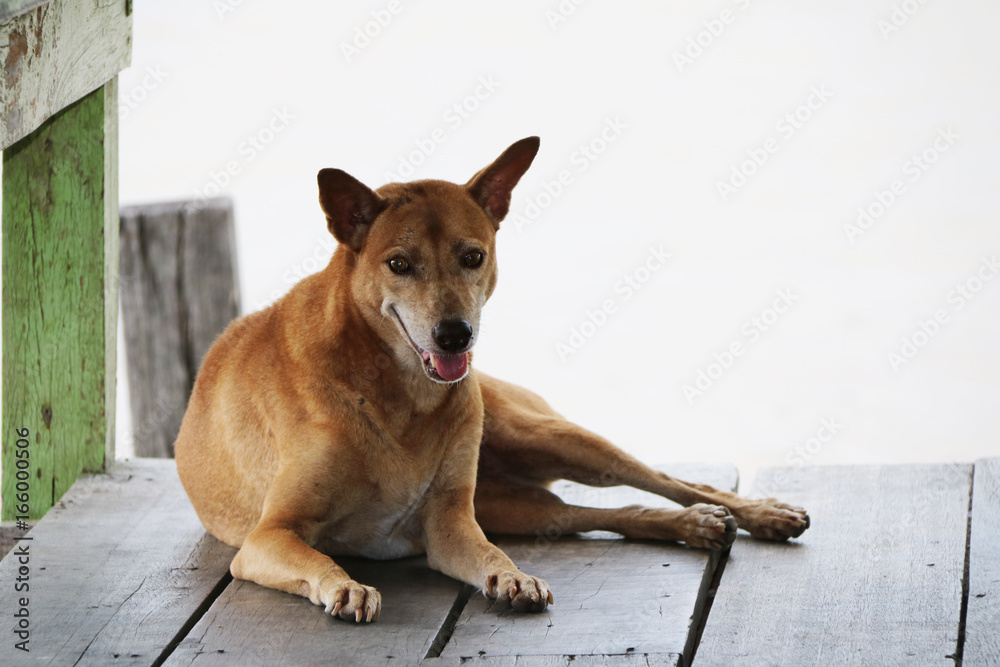 Thai brown stray dog laying down on the wooden floor on white background. It is a dog that lives on the streets or temple and does not have an owner. Thai brown stray dog laying down on the wooden floor on white background. It is a dog that lives on the streets or temple and does not have an owner.