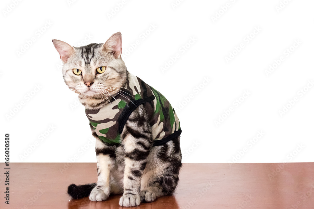 Cute American shorthair cat wearing soldier shirt and sitting on the floor with copyspace