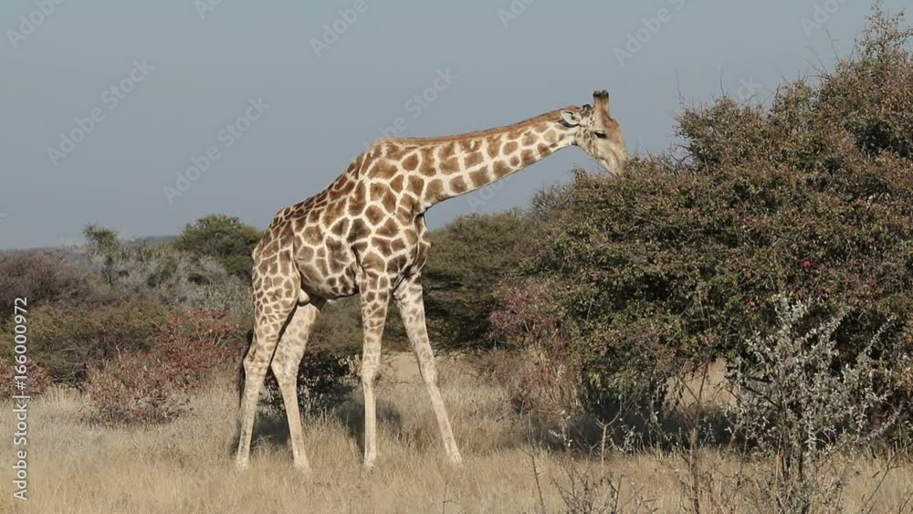 Giraffes (Giraffa camelopardalis) feeding on a thorn tree, Etosha National Park, Namibia Giraffes (Giraffa camelopardalis) feeding on a thorn tree, Etosha National Park, Namibia