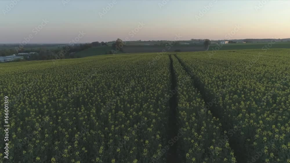 Yellow Flowers On A Field With Drone At Sunset Yellow Flowers On A Field With Drone At Sunset
