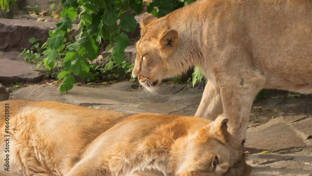 2 big lions kings of beasts playing in national park. One lion bites another by leg. 2 big lions kings of beasts playing in national park. One lion bites another by leg.