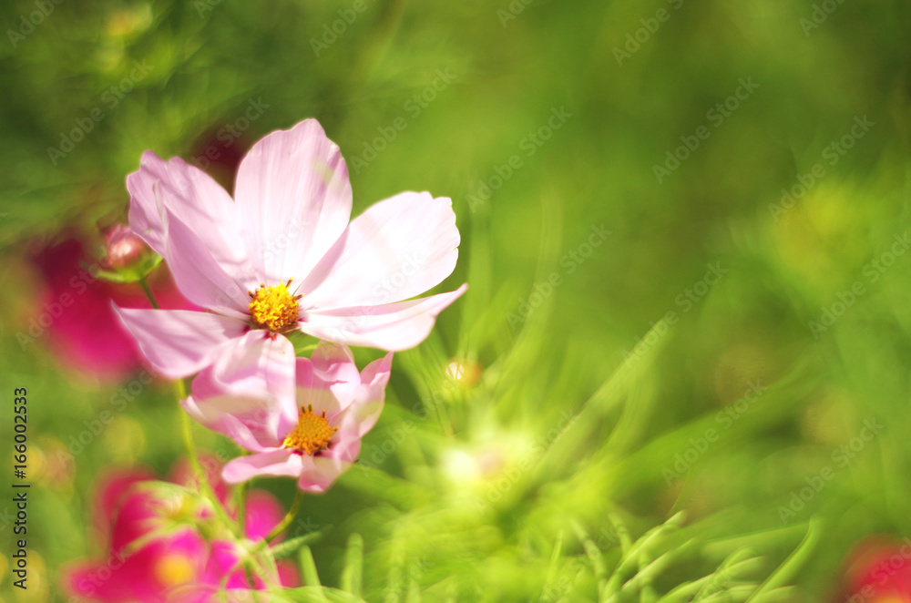 Cosmea Cosmea