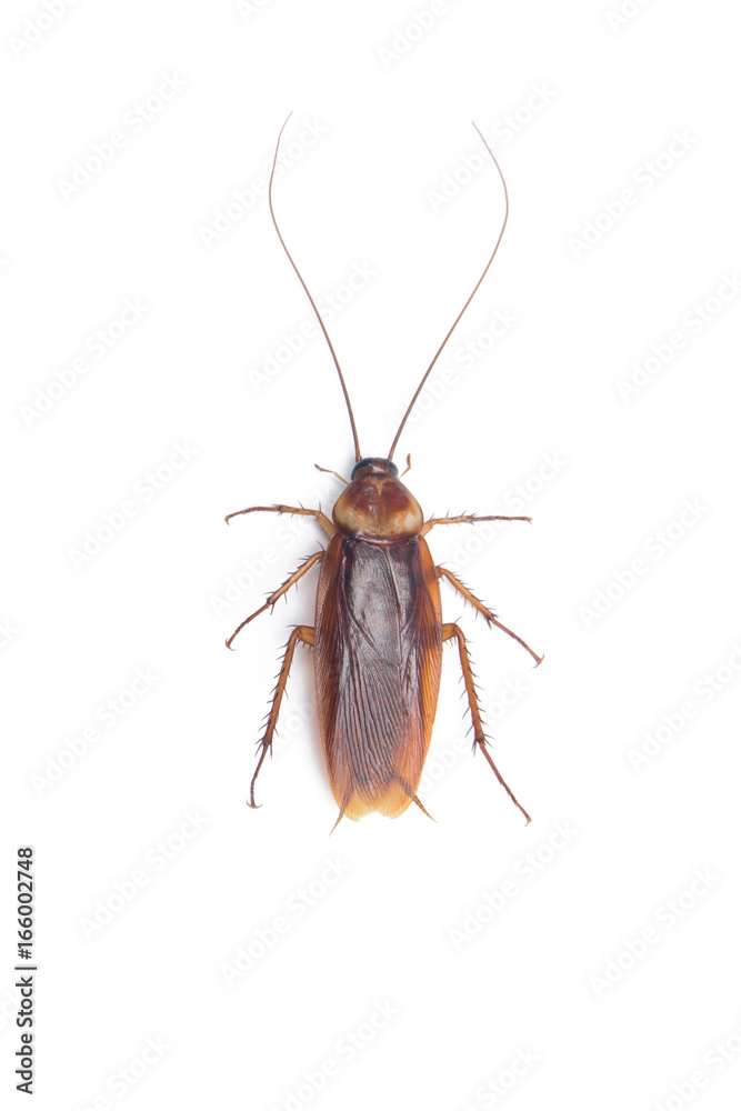 Cockroach isolated white background Cockroach isolated white background