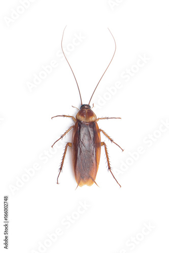 Cockroach isolated white background