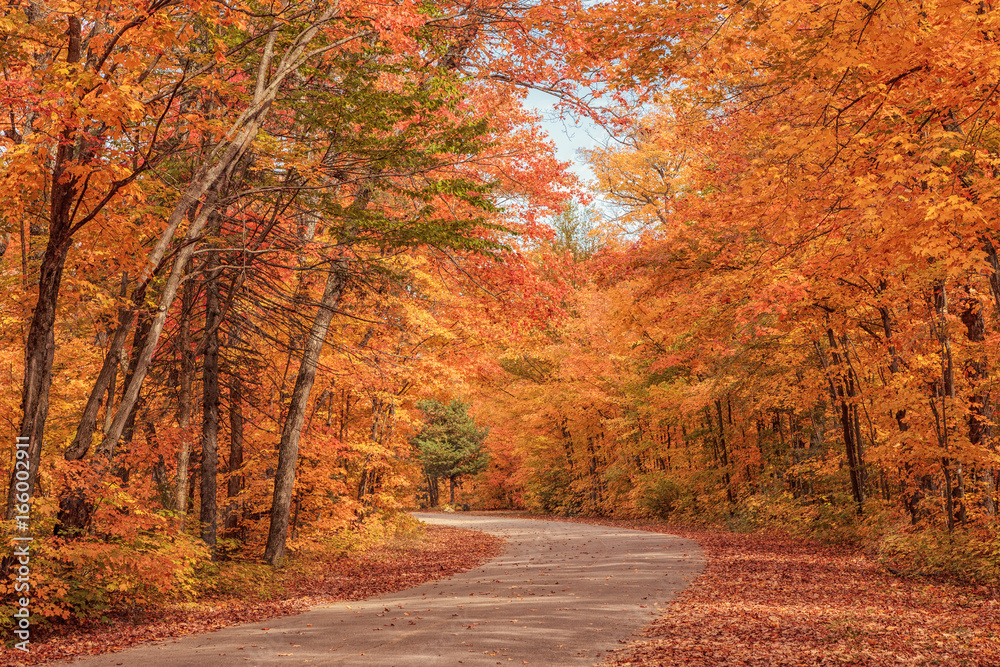Colorful foliage in a Canadian forest during fall