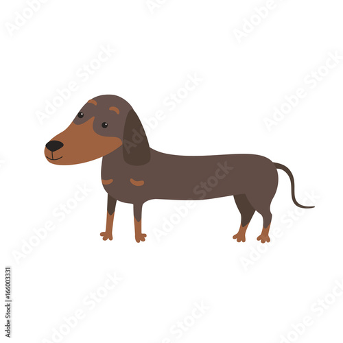 Cartoon Vector Illustration of Cute Purebred Dachshund Dog.