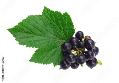 Black currant berries with leaves