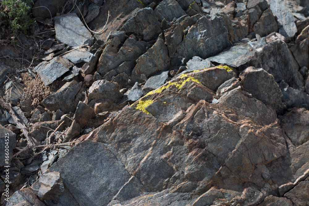 Yellow Lichens or yellow rock fungus on a rock texture on Mountain. Yellow Lichens or yellow rock fungus on a rock texture on Mountain.