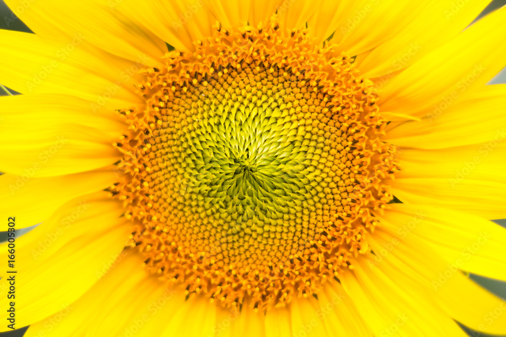 sunflower close-up with copy space sunflower close-up with copy space