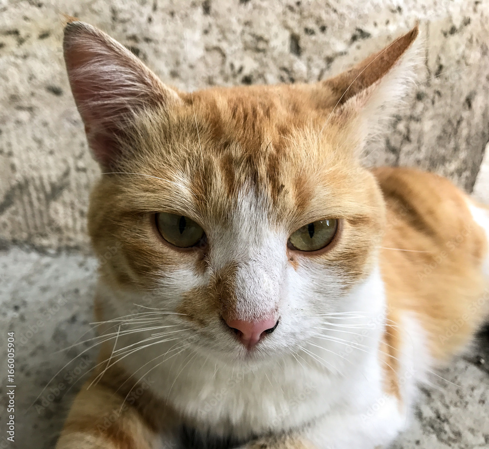 White and ginger coloured cat close up on the grey background White and ginger coloured cat close up on the grey background