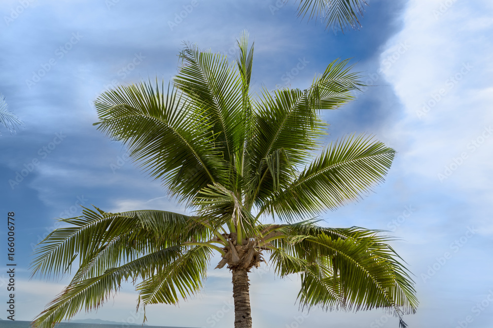 nature palm tree tropical sky