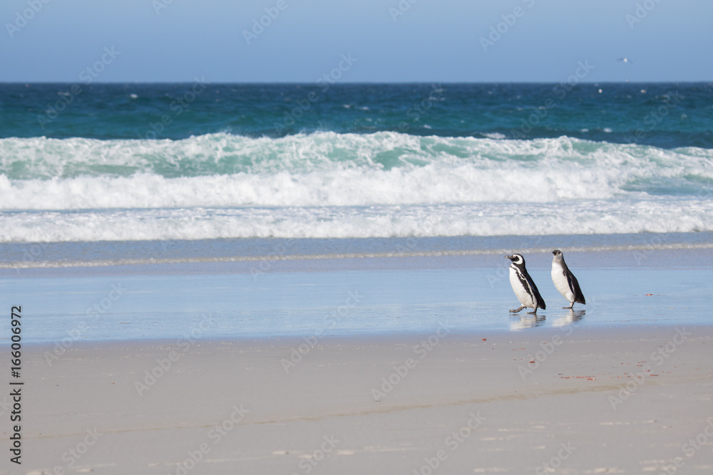 magellanic penguins