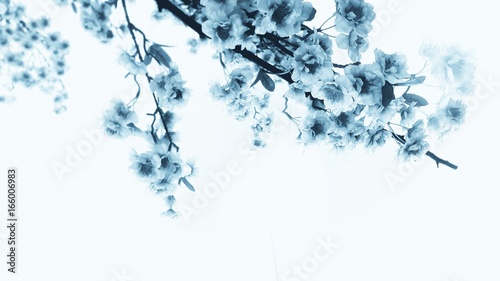 Blue sakura branch on a white background photo