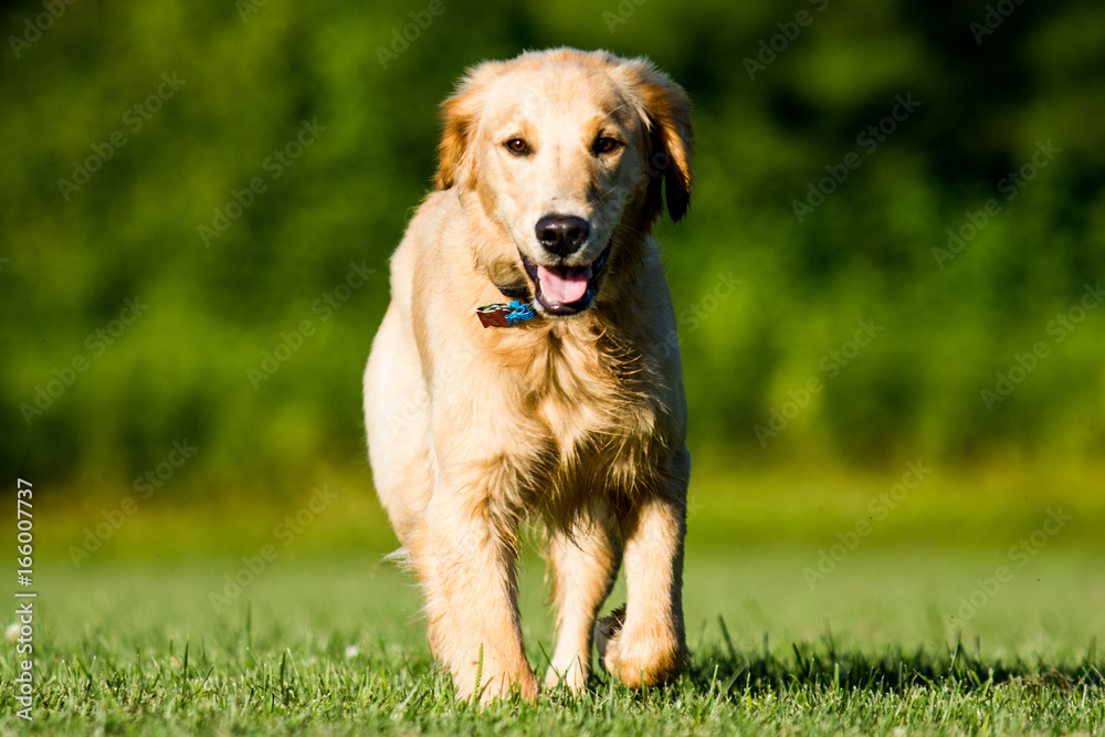 Golden Retriever on Field