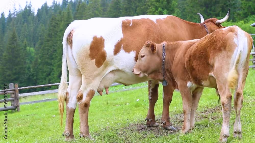 Cute little calf cow stands near its mother outside in meadow in highland countryside. Cows and annoying flies on faces. Real time full hd video footage. Cute little calf cow stands near its mother outside in meadow in highland countryside. Cows and annoying flies on faces. Real time full hd video footage.