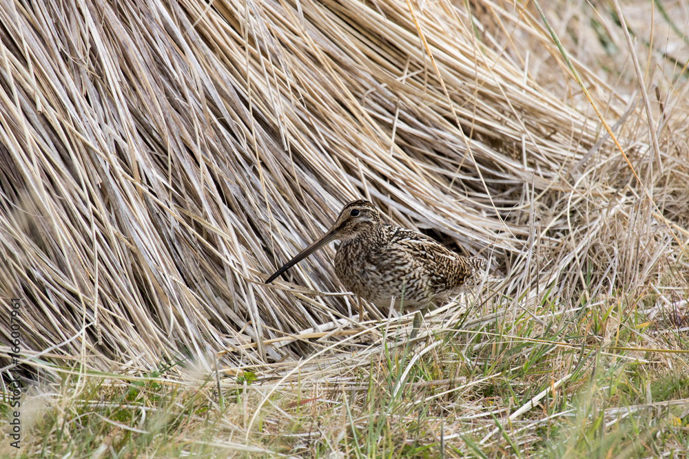 magellanic snipe, Falklands magellanic snipe, Falklands