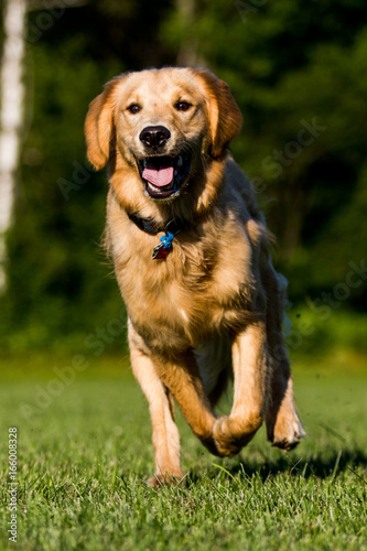 Golden Retriever Running on Field