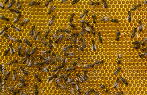 Conversion nectar into honey