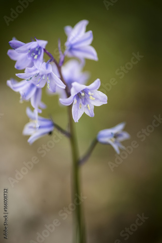 Stunning macro close up flower portrait of Hyacinthoides Hispanica bluebells in natural forest landscape