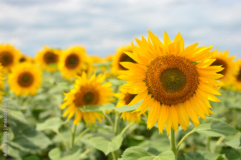 Sunflower background